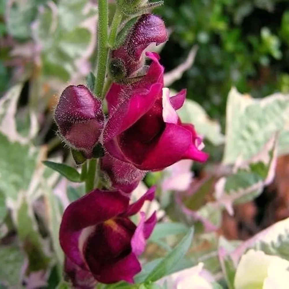 La pho montre une fleur de muflier pourpre, on voit un peu le feuillage