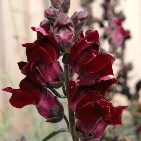 L'image représente une grappe de fleurs de Muflier, elles sont pourpres