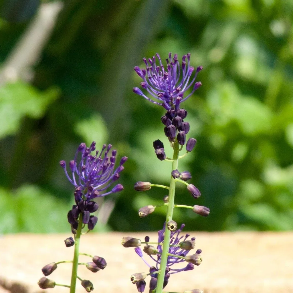 Semences biologiques et reproductibles de muscari à toupet