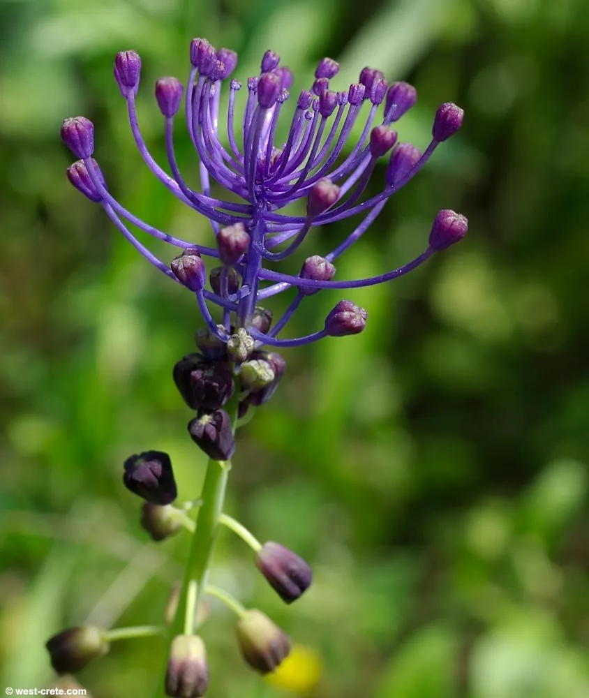 graines biologiques et reproductibles de muscari à toupet