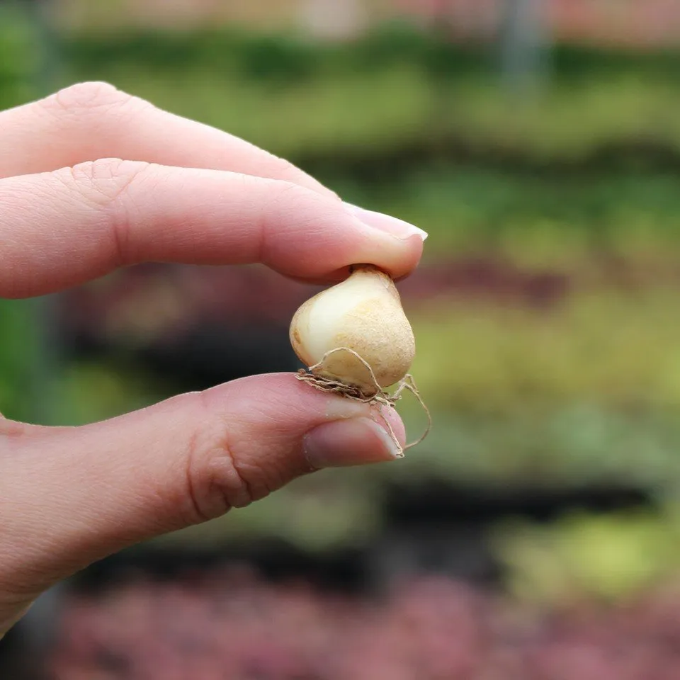semences paysannes reproductibles de muscari à toupet