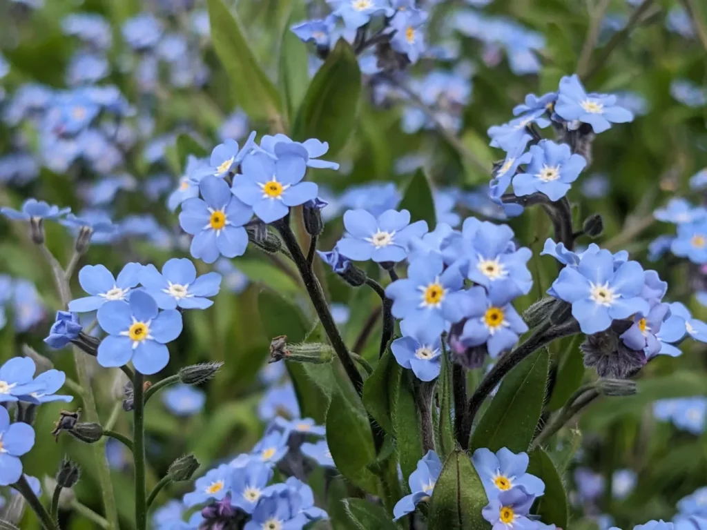 Gros plan sur une touffe de Myosotis des Alpes en pleine floraison. Les petites fleurs bleu azur, à cinq pétales bien réguliers, forment des grappes denses au-dessus d’un feuillage vert vif. Au centre de chaque corolle, un petit anneau jaune cerclé de blanc attire immédiatement l’œil. Les tiges, fines et légèrement velues, portent encore quelques boutons pourpres prêts à s’ouvrir. En arrière-plan, un flou de verdure et d’autres fleurs bleues donne une impression de tapis printanier. L’ensemble évoque un massif naturel, frais et léger, typique des myosotis cultivés pour la production de graines ou laissés en culture libre.