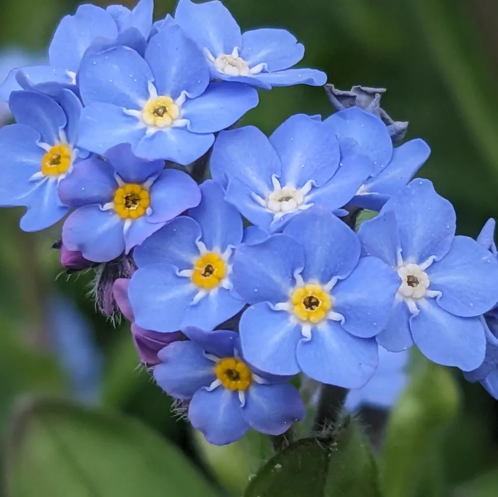 Détail de fleurs de Myosotis des Alpes (Myosotis alpestris) aux pétales bleu ciel et au cœur jaune vif. Gros plan net sur les inflorescences typiques de cette vivace de montagne, idéale pour massifs fleuris et rocailles. Les fleurs de Myosotis symbolisent le souvenir et attirent les pollinisateurs. Photo utilisée pour illustrer la fiche de semences ou graines de Myosotis des Alpes.
