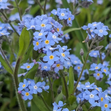 Gros plan sur plusieurs fleurs de Myosotis des Alpes en pleine floraison. Leurs petites corolles bleu clair à cœur jaune forment des grappes denses au-dessus d’un feuillage vert tendre. Certaines fleurs encore en bouton laissent apparaître des nuances violettes. L’ensemble baigne dans une lumière douce qui met en valeur la finesse des pétales et l’aspect velouté des tiges, typique de cette plante de montagne.