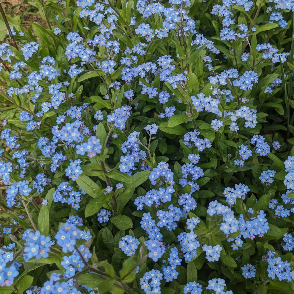 Fleurs de Myosotis des Alpes (Myosotis alpestris) en pleine floraison, aux pétales bleu clair et cœur jaune, parmi un feuillage vert tendre. Photo illustrant la culture et la récolte des graines de Myosotis, une plante vivace rustique idéale pour les rocailles, bordures et jardins de montagne.
