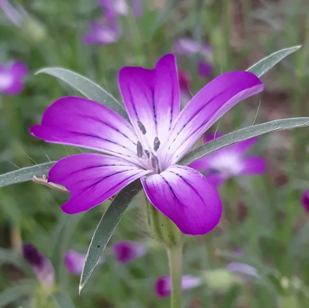 La photo nous montre une fleur de Nielle des blé en gros plan