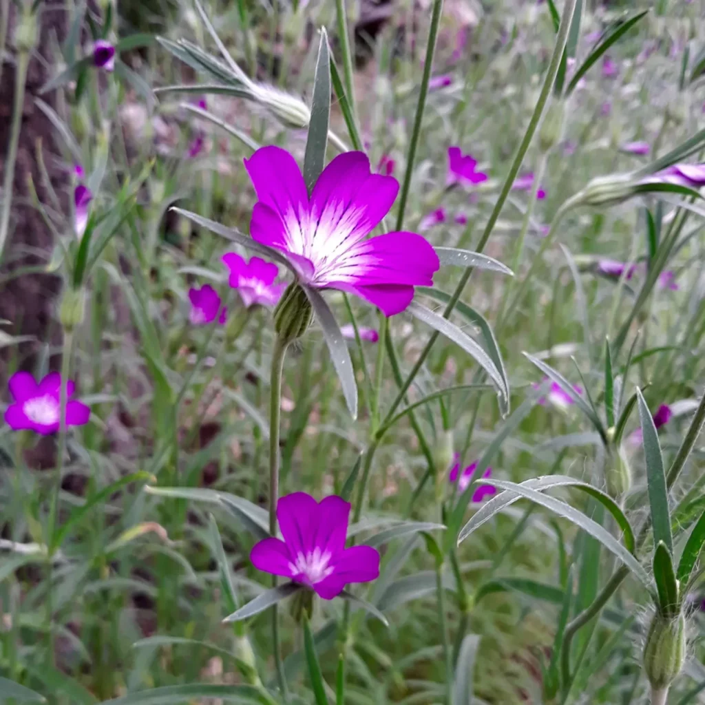L'image nous montre une touffe de nielle des blés au jardin