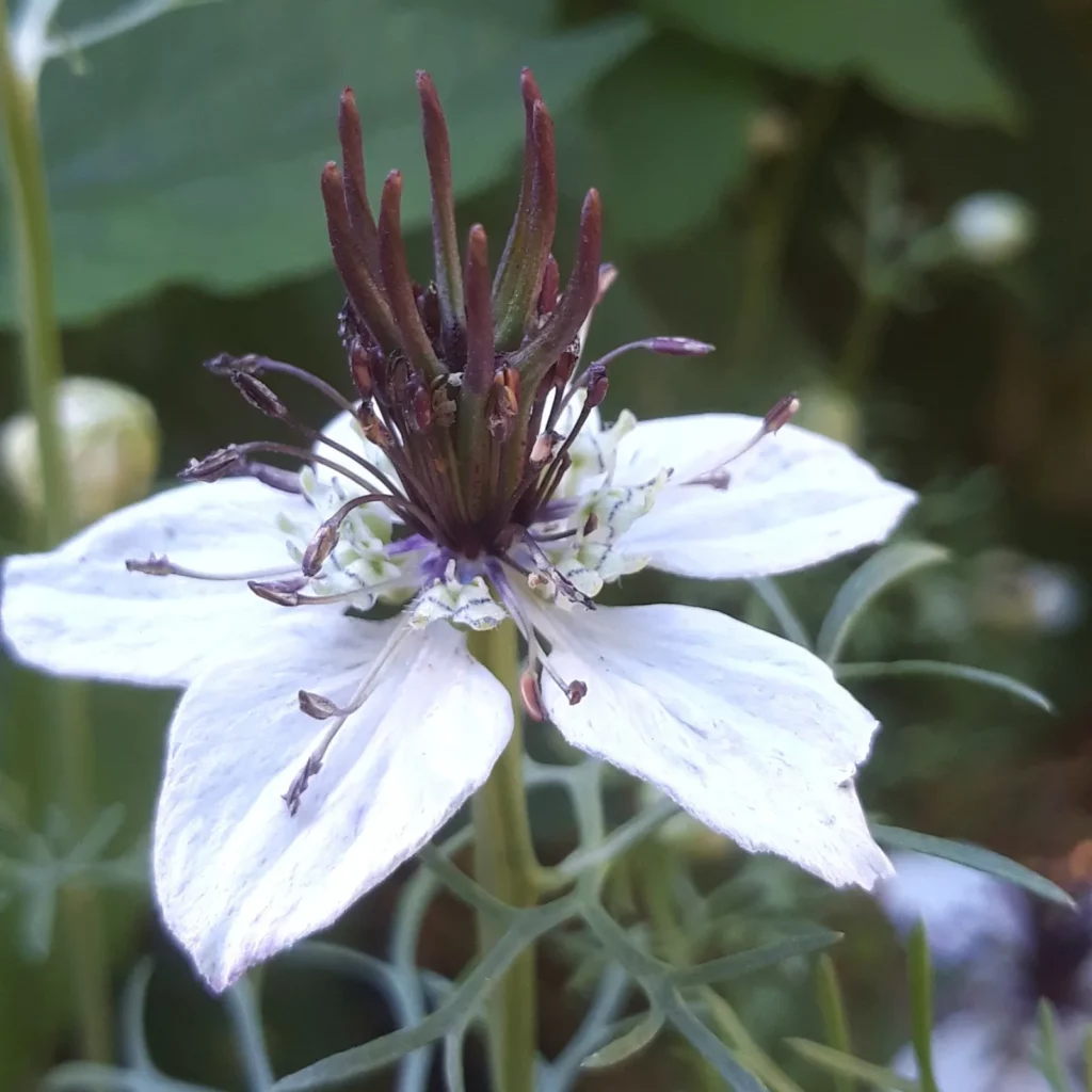 Graines biologiques reproductibles de Nigelle d'Espagne - Pensez Sauvage
