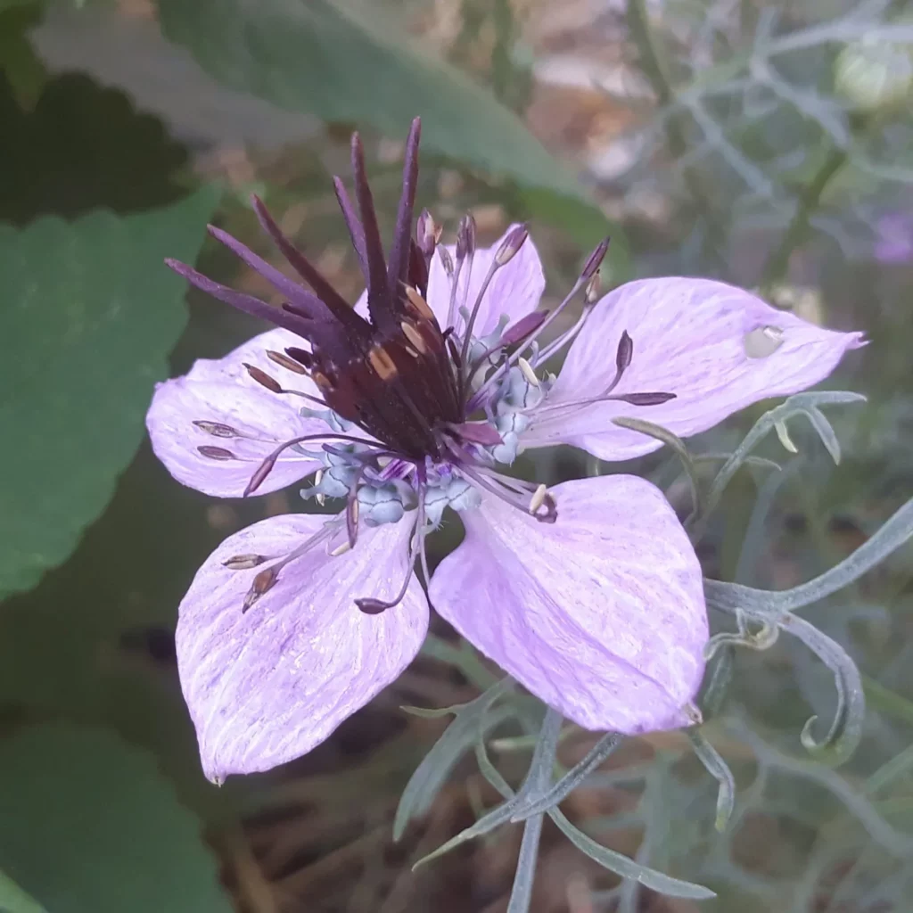 Graines biologiques reproductibles de Nigelle d'Espagne - Pensez Sauvage