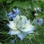 Nigelle de Damas