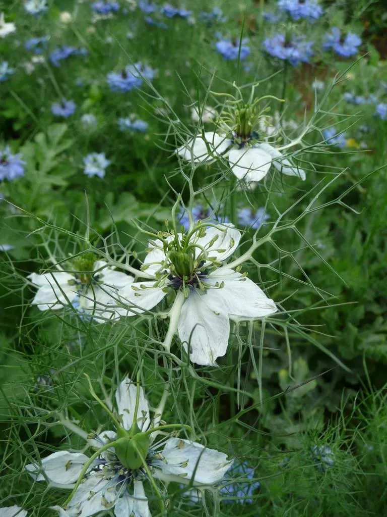L'image des fleurs de nigelle de Damas