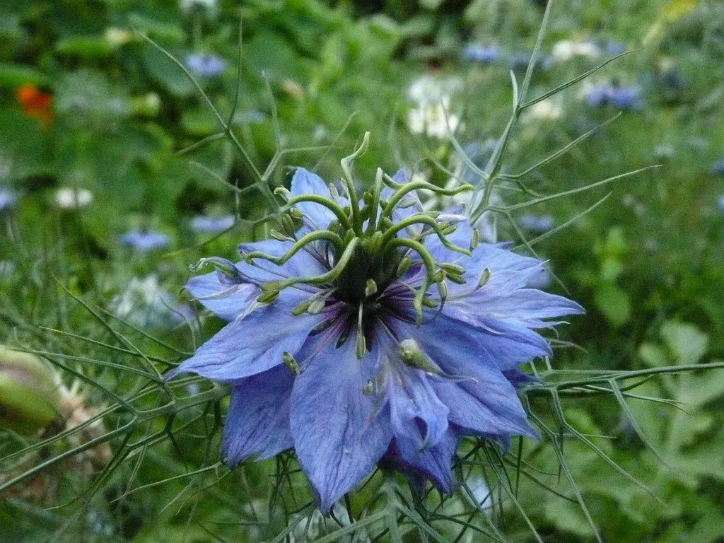 L'image montre une fleur de nigelle de damas en gros plan