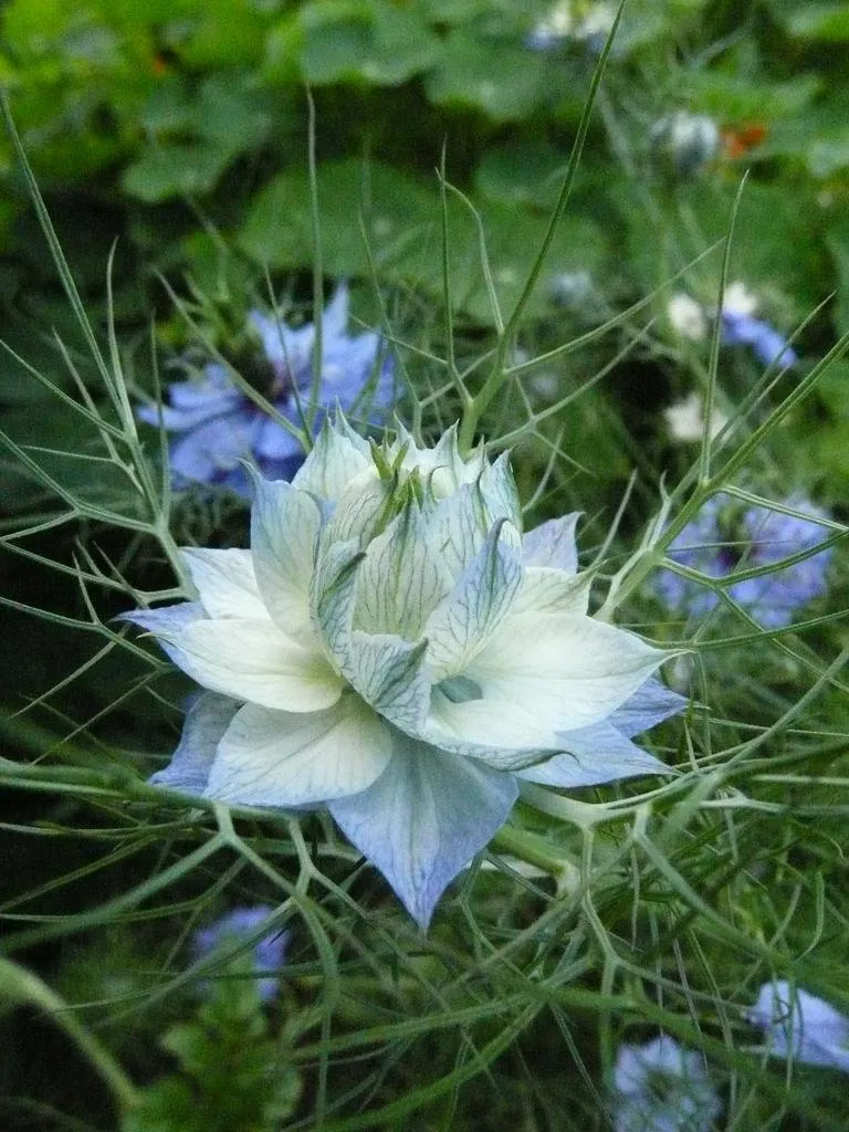 Semences biologiques et reproductibles de nigelle de Damas