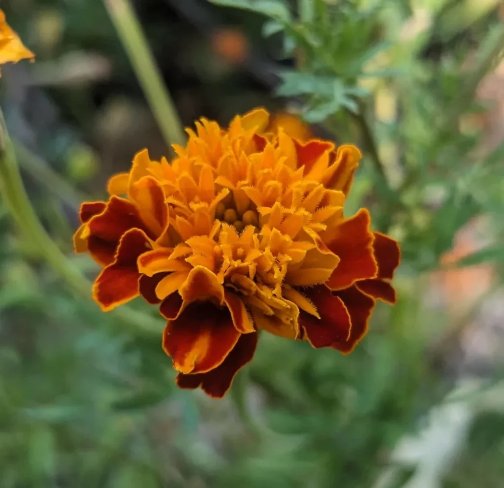 L'image montre une fleur d'Oeillet d'Inde 'Solan'