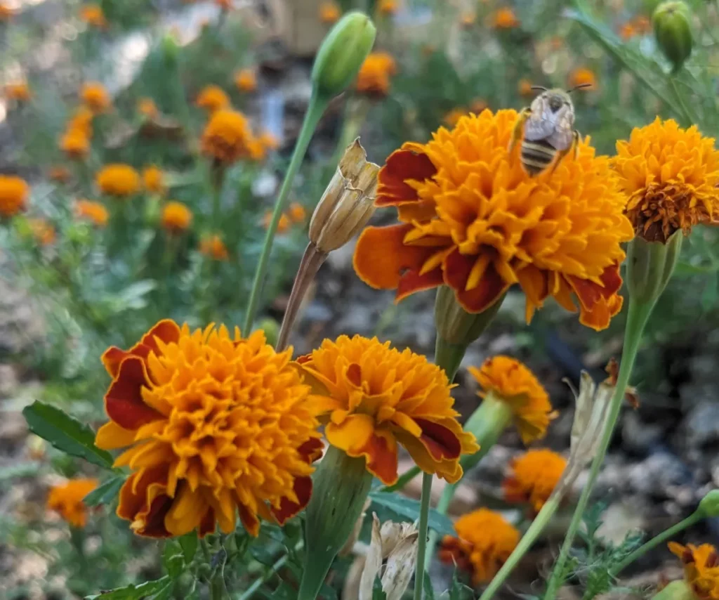 L'image montre un pied de tagete patula, on y voit plusieurs fleurs