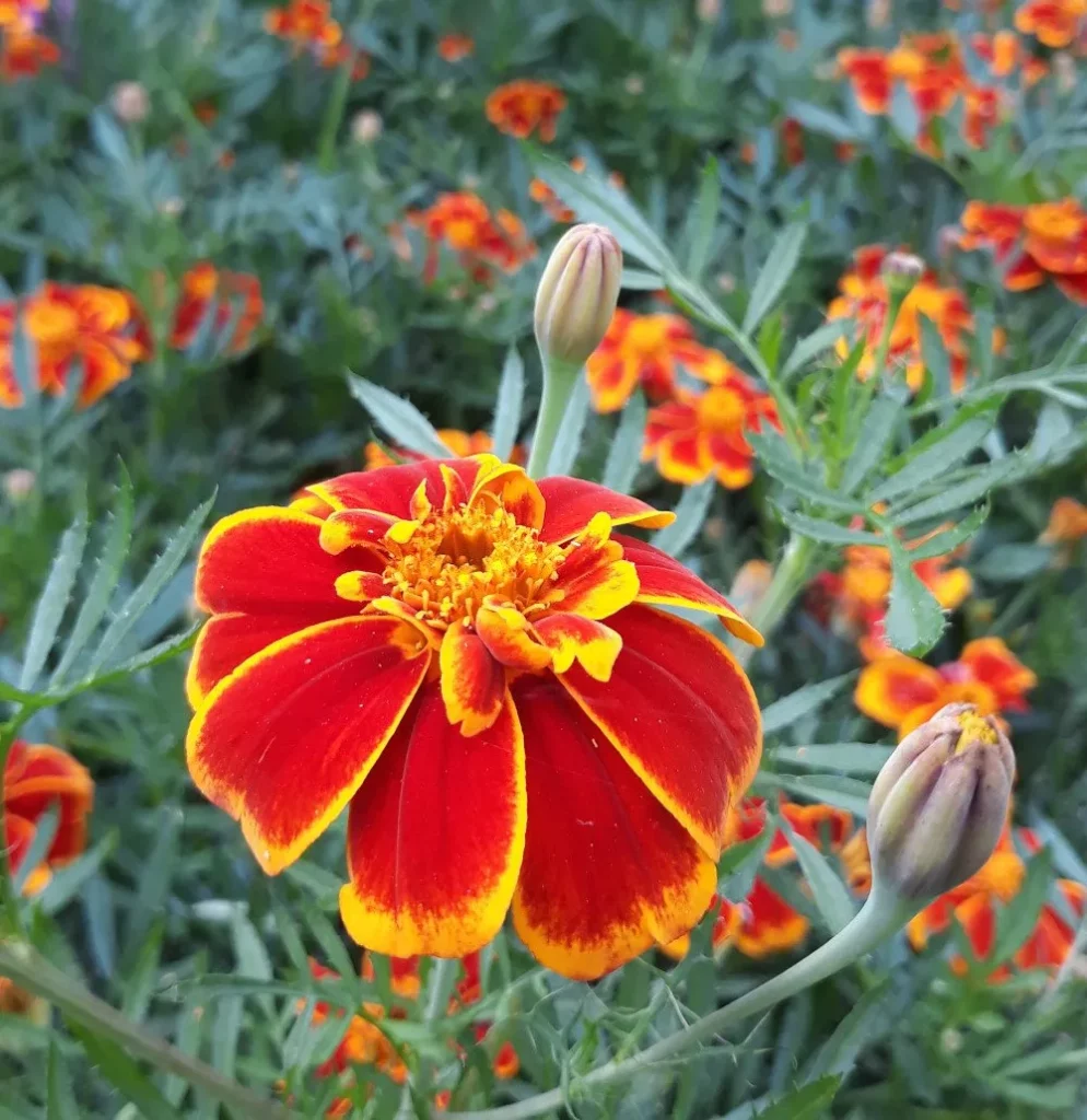 L'image montre des fleurs d'Oeillet d'Inde