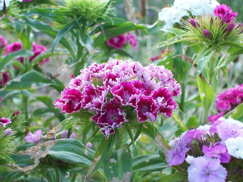 L'image montre une grosse fleur d'oeillet des poètes