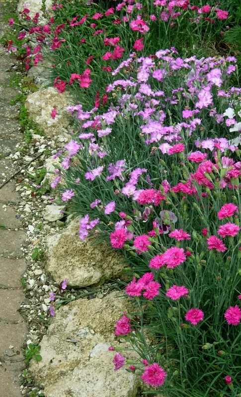 L'image montre une bordure de jardin garni de touffe d'Oeillet Mignardise