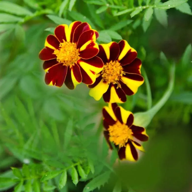 L'image montre une fleur d'oeillet Mr Majestic