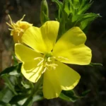 Onagre