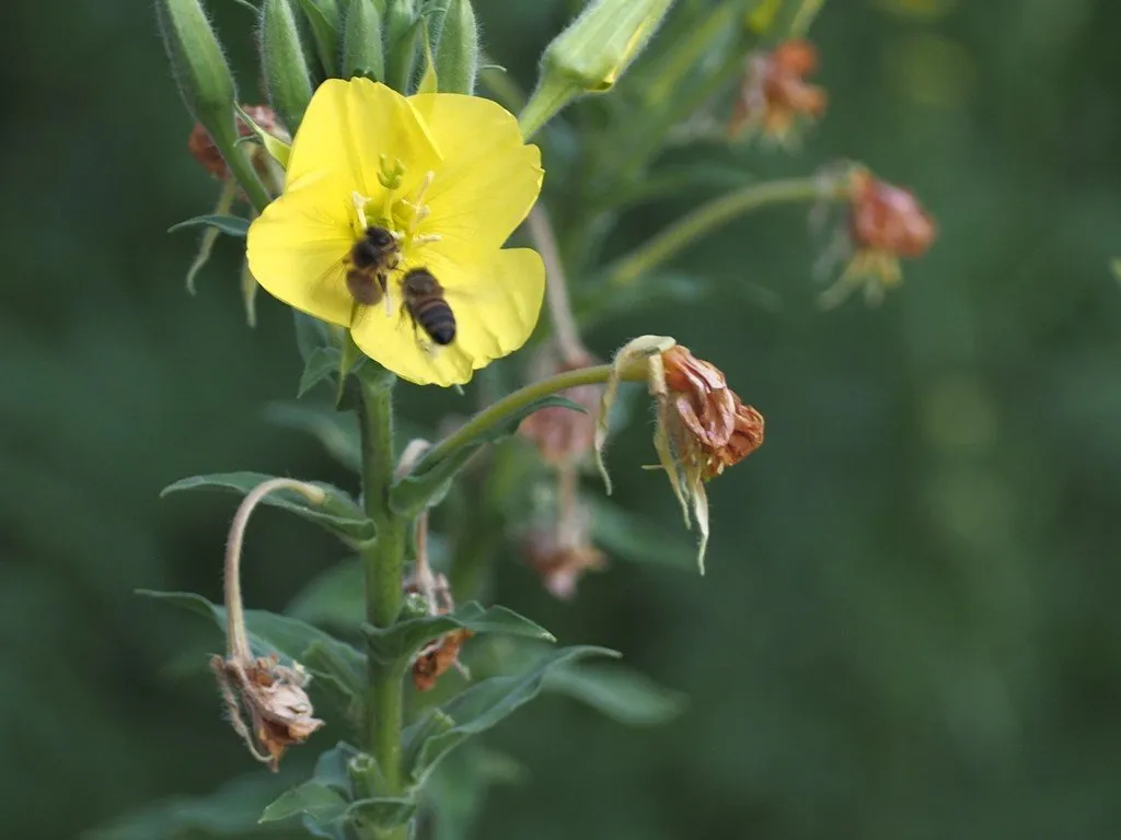 Sur cette image, on voit une fleur d'onagre d'un jaune vif, épanouie et bien ouverte. Au centre de la fleur, deux insectes noirs sont posés, probablement en train de butiner. La fleur est portée par une tige verte et fine, parsemée de petits poils. On peut également distinguer des boutons de fleurs fermés et des fleurs fanées, qui montrent différentes étapes de la floraison. L'arrière-plan est flou, ce qui met en évidence la fleur et les insectes au premier plan, tout en évoquant un environnement naturel verdoyant.