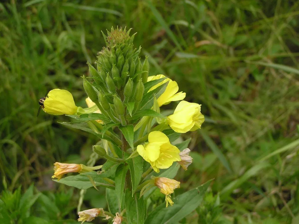 Sur cette image, on observe un plant d'onagre avec plusieurs fleurs jaunes éclatantes. Les fleurs sont ouvertes, dévoilant leur intérieur lumineux, tandis que certaines commencent à faner et à brunir à la base de la tige. La tige principale est verte et recouverte de petites feuilles étroites disposées en alternance. Au sommet, on aperçoit des bourgeons non éclos, prêts à s'ouvrir prochainement. Un insecte, vraisemblablement une petite abeille ou une mouche, est posé sur une des fleurs à gauche, ajoutant une touche de vie à la scène. L'arrière-plan est flou et constitué de végétation verte