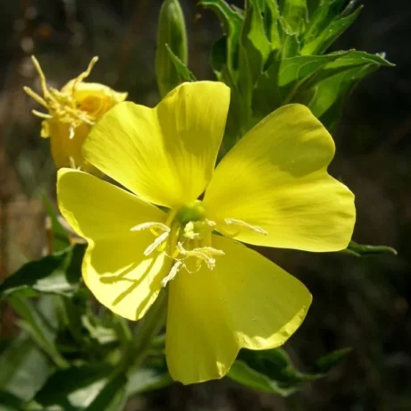Sur cette image, on voit une fleur d'onagre en gros plan, qui occupe une place centrale. La fleur est d'un jaune vif et éclatant, avec des pétales larges et légèrement arrondis qui forment une belle rosette ouverte. Au centre de la fleur, on peut distinguer de longues étamines blanches et un pistil proéminent, ajoutant un contraste délicat à la teinte jaune des pétales. À l'arrière-plan, on aperçoit des feuilles vertes et d'autres parties de la plante, floues pour mettre l'accent sur la fleur principale. L'ensemble dégage une impression de fraîcheur et de vitalité, typique des plantes en pleine floraison dans un environnement naturel.