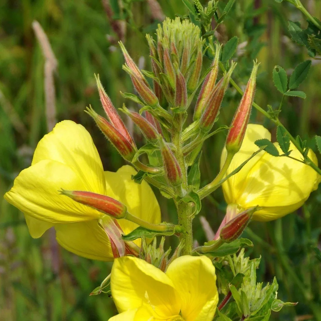 Sur cette image, on observe une plante d'onagre avec des fleurs jaunes vives en pleine floraison, ainsi que des boutons floraux fermés. Les fleurs ont de larges pétales délicats, formant un ensemble harmonieux et éclatant de couleur. Les boutons floraux, qui sont allongés et pointus, présentent des nuances rougeâtres sur leurs extrémités, ajoutant un contraste intéressant avec le jaune des fleurs ouvertes. La tige centrale est robuste, ornée de feuilles vertes étroites et dentelées. L'arrière-plan est flou, constitué de végétation naturelle, ce qui met en valeur la beauté et les détails de la plante au premier plan.