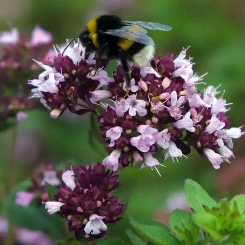 L'image montre une fleur d'Origan avec un bourdon