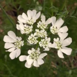 Orlaya à grandes fleurs