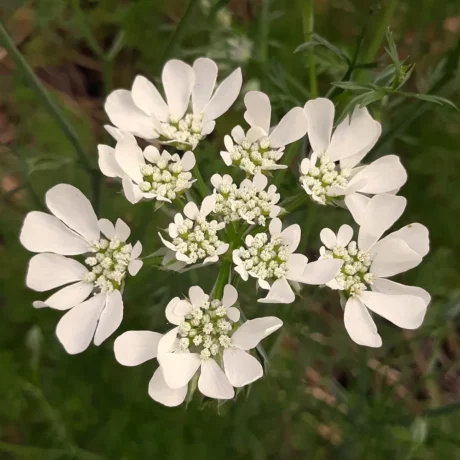 Graines biologiques reproductibles de Orlaya à grandes fleurs - Pensez Sauvage