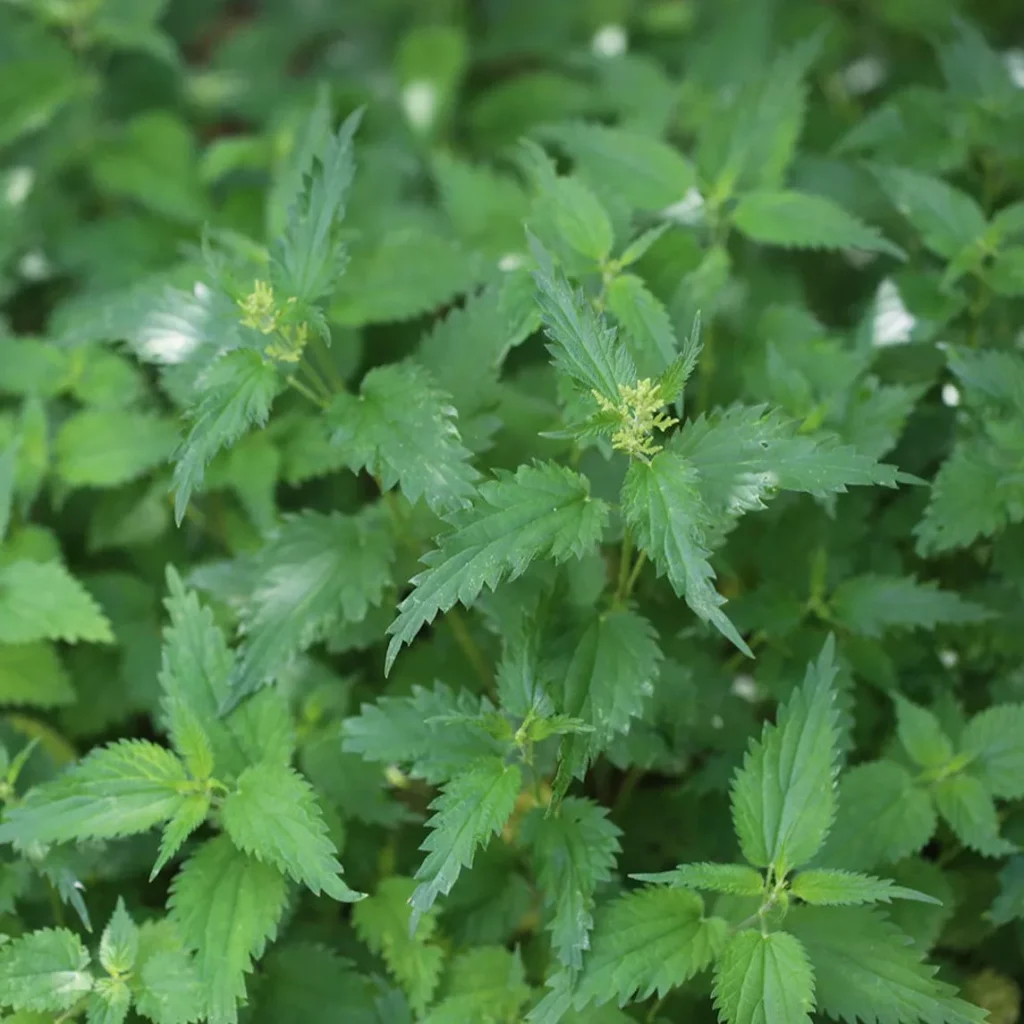 L'ortie, plante à purin, un champ!