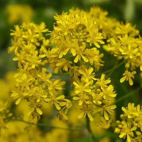 semences paysannes reproductibles d'isatis tinctoria