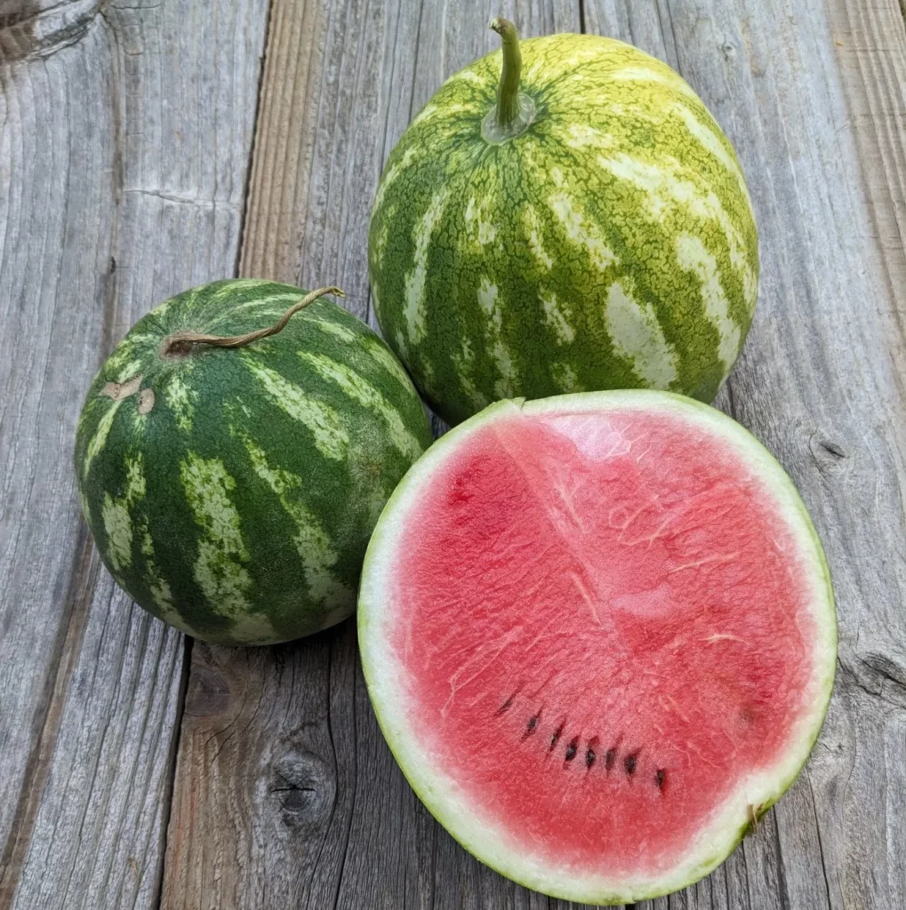 des Pastèque Crimson Sweet coupées en deux