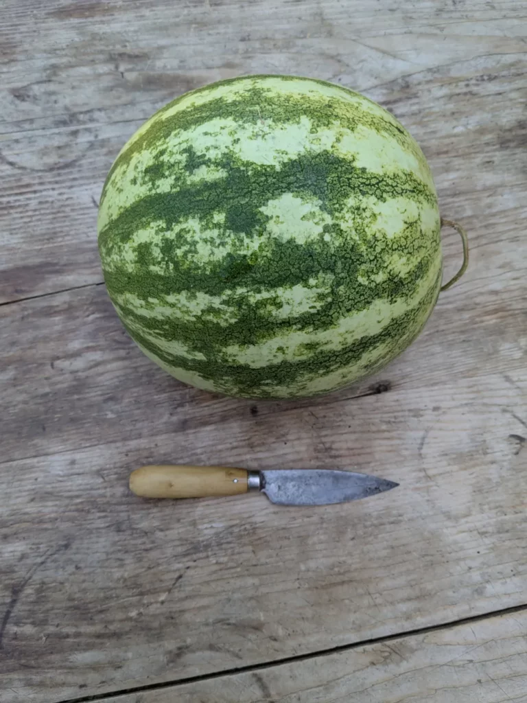 Une méga pastèque et un couteau pour l'échelle