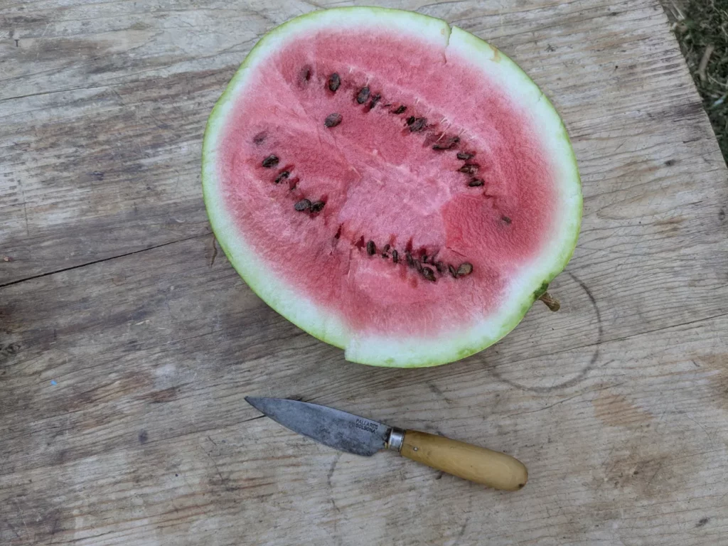 une méga pastèque coupée en deux et un couteau pour l'échelle