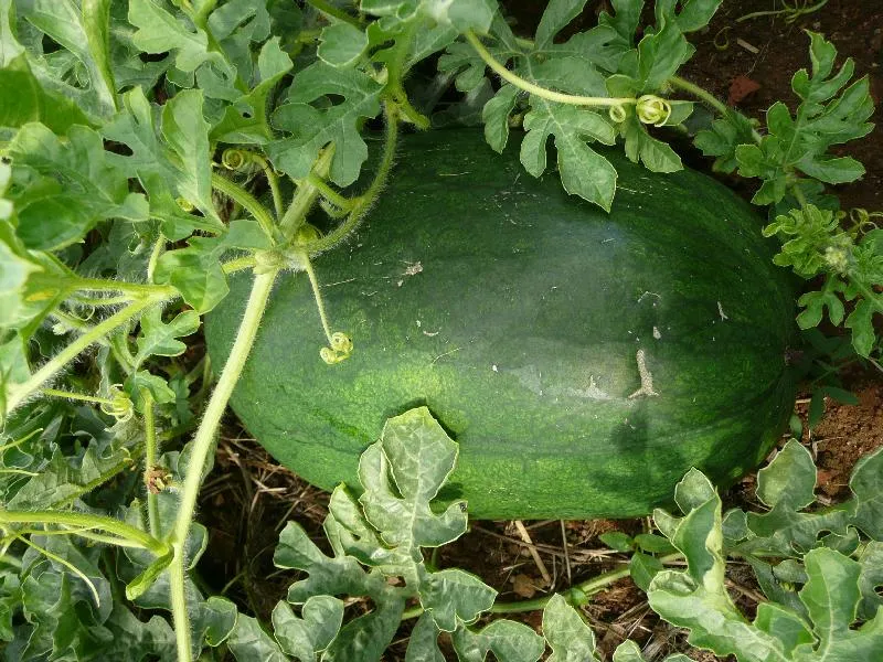 Graines biologiques reproductibles de Pastèque "Sweet Siberian" - Pensez Sauvage