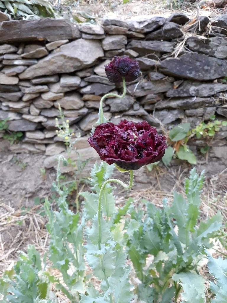 L'image montre une fleur de pavot noire