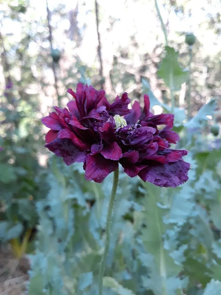 L'image montre une fleur de pavot pourpre