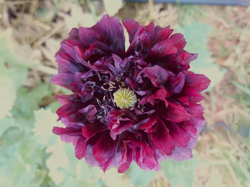 L'image montre une fleur vue du dessus c'est un pavot Black Poeny