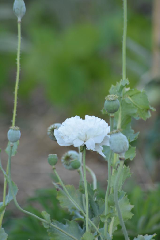 Graines biologiques reproductibles de Pavot Blanc à fleurs de Pivoines - Pensez Sauvage