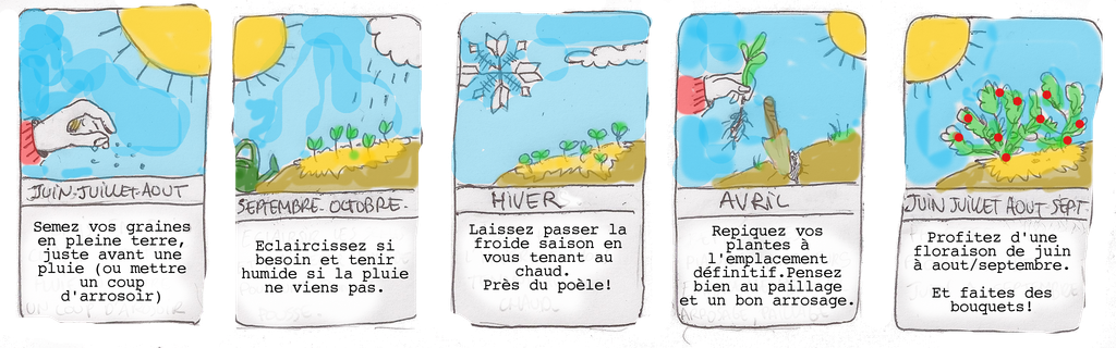 Graines biologiques reproductibles de Pavot Blanc à fleurs de Pivoines - Pensez Sauvage