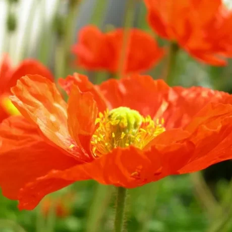 Graines biologiques reproductibles de Pavot d'islande - Pensez Sauvage