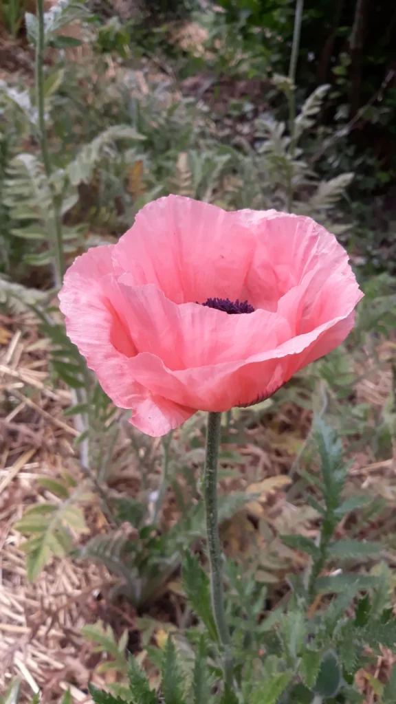 L'image montre une plante entiere de pavot d'orient, sa fleur est rose saumon