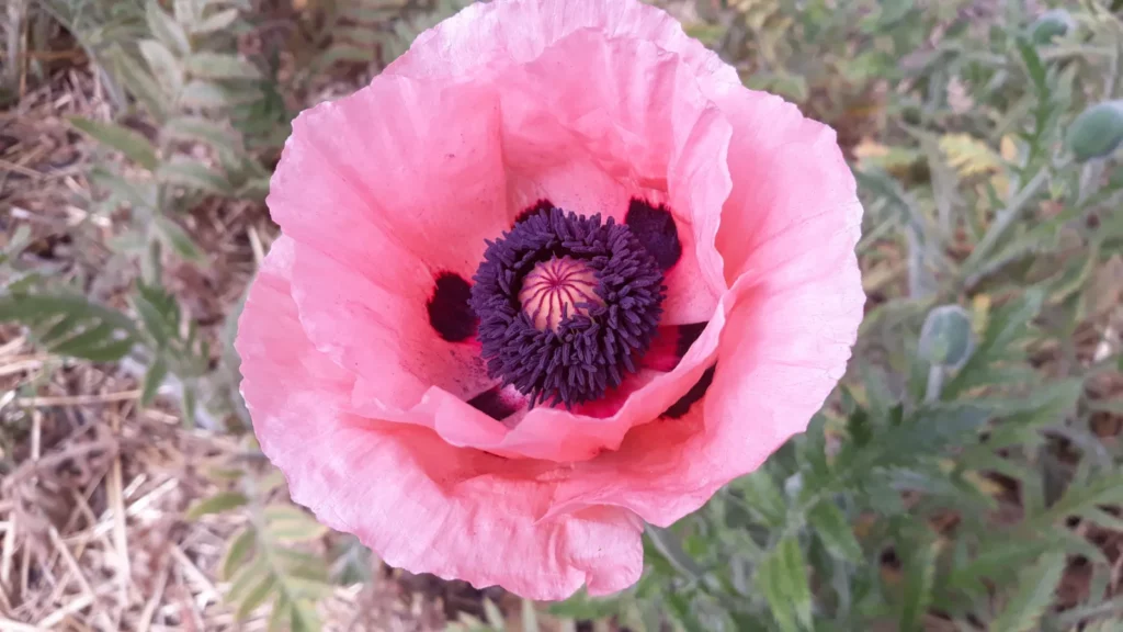 L'image fait un gros plan sur une fleur rose de Pavot d'Orient