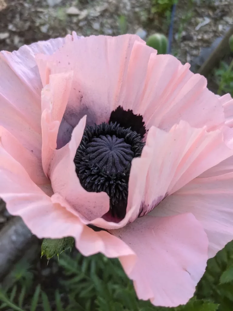 Une belle fleur de Pavot d'Orient