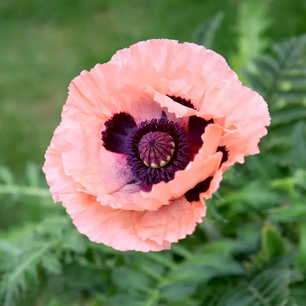La photo montre une fleur de pavot d'orien rose pale