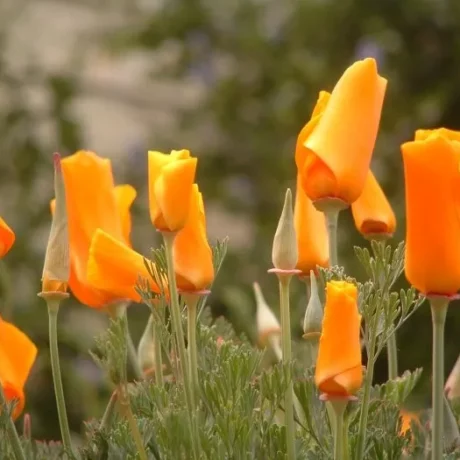 L'image montre des pavots de californie ils sont orange et le feuillage est vert gris