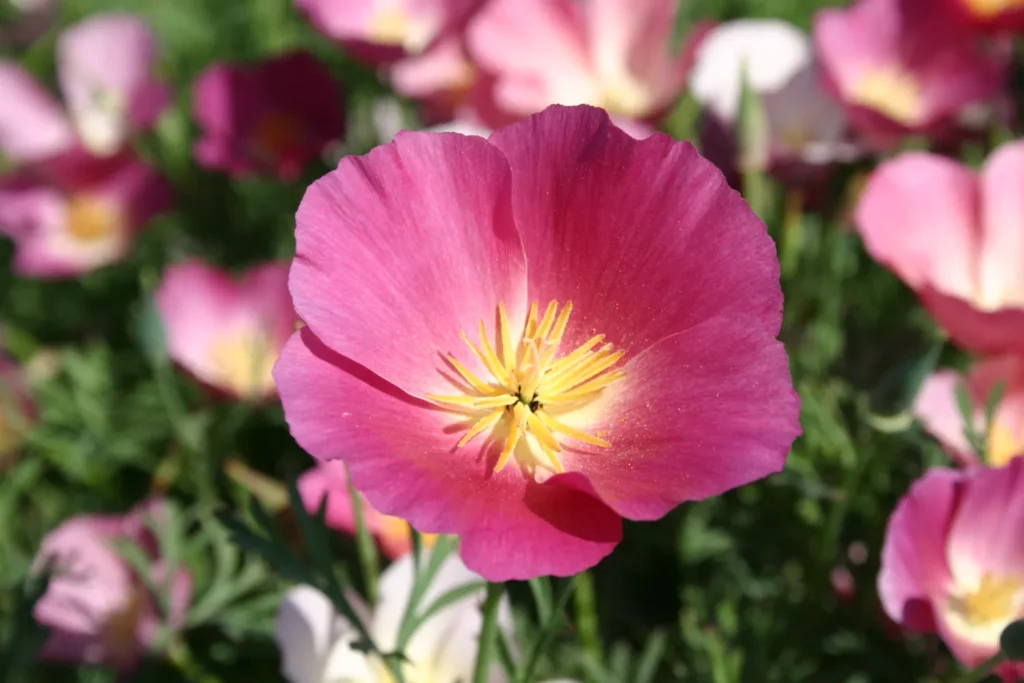 L'image est une photo de fleur de pavot de californie