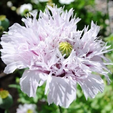 Graines biologiques reproductibles de Pavot "Lilac Pompom" - Pensez Sauvage